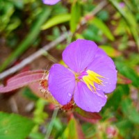 Osbeckia zeylanica L.f.